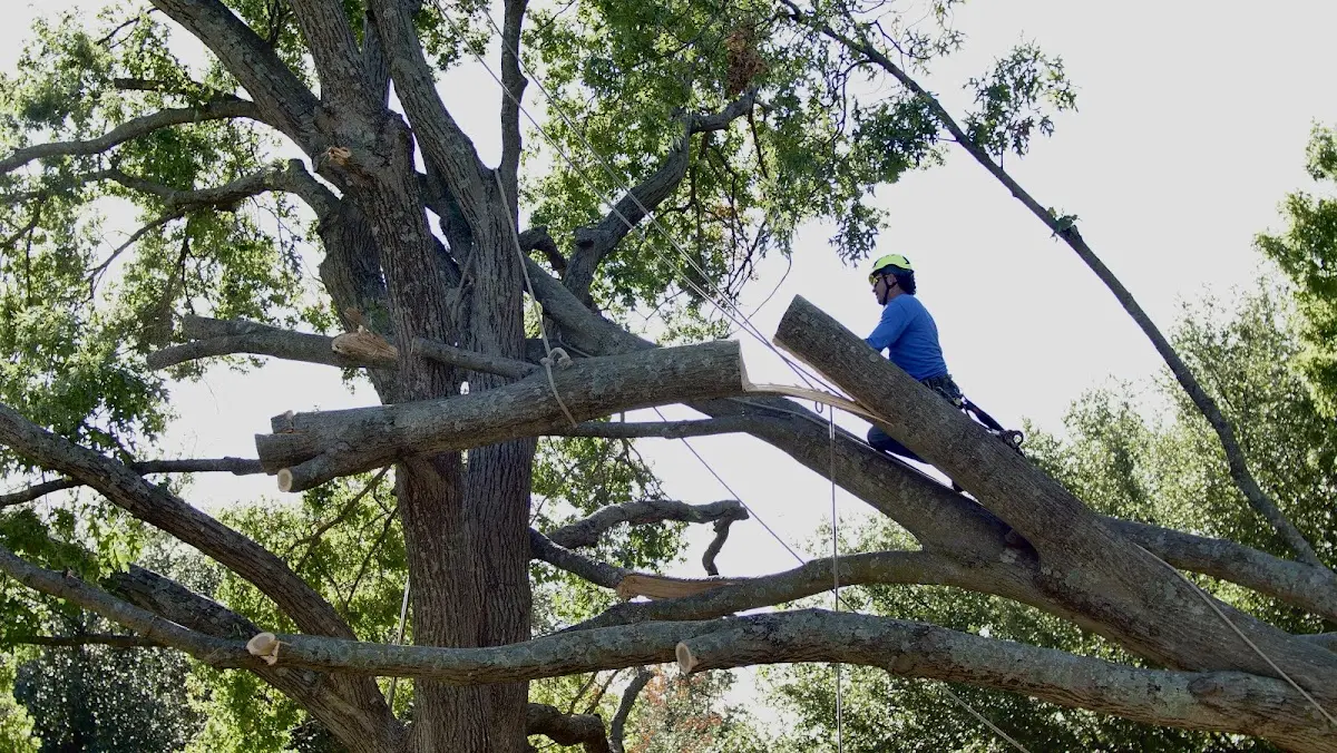 Professional Crown Thinning performed by certified arborists in Wellesley Island